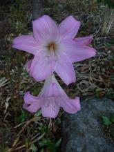 Amaryllis belladonna - stripey