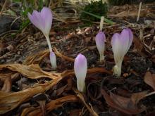 Colchicum Lilac Wonder