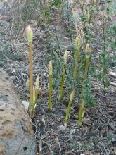 Lycoris aurea in bud