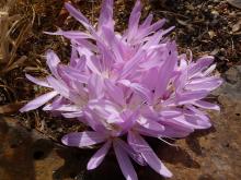 Colchicum cilicium - pale pink form