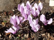 Cyclamen graecum pale-pink