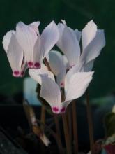 Cyclamen mirabile ex Tilebarn Nicholas