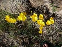 Sternbergia lutea