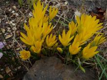 Sternbergia sicula 