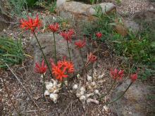 Nerine fothergilla Major