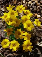 Oxalis lobata