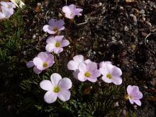 Oxalis flava mauve form