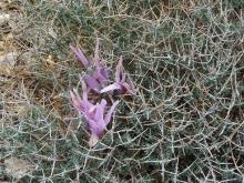 Colchicum in teucrium cage