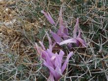 Colchicum in teucrium cage