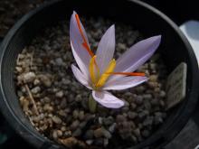 Crocus asumaniae