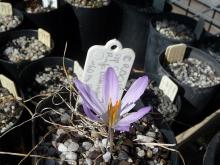 Crocus serotinus ssp salzmannii