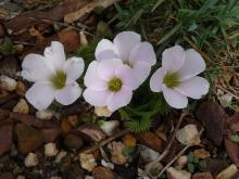 Oxalis palmifrons 