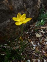 Ipheion hirtellum