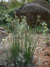 Narcissus viridiflorus