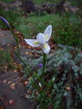 Moraea polystachya alba