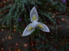 Moraea polystachya alba