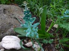 Lachenalia viridiflora