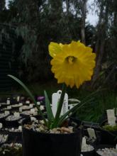 Narcissus 'Papa Snoz'