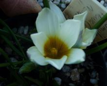 Romulea.flava.