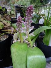 Lachenalia kliprandensis