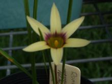 Romulea hirta