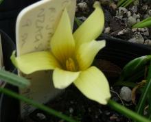 Romulea flava