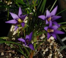 Romulea hartungii (syn R. grandiscapa)