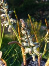 Lachenalia bolusii