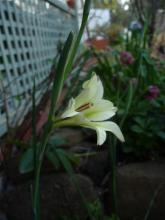 Gladiolus tristis