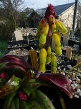 Lachenalia aloides "Green"