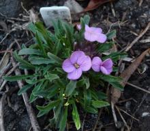 Erysimum amoenum