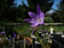 Geissorhiza maybe aspera