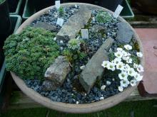 Otto's saxifraga trough