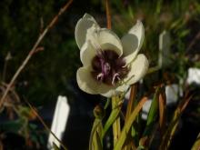 Geissorhiza tulbaghensis