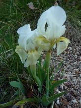 Iris lutescens