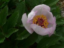 Paeonia kesrouanensis