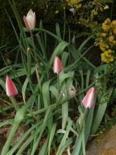 Tulipa clusiana