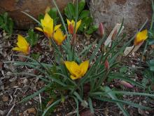 Tulipa kolpakowskiana