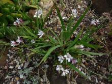 Freesia sparrmanii