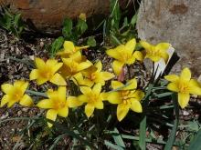 Tulipa kolpakowskiana