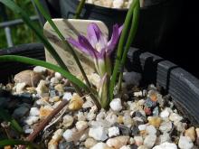 Brodiaea terrestris