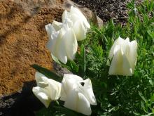 Tulipa fosteriana 'Purissima'