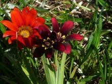 Strepthanthera syn Sparaxis elegans