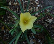 Tulipa batalinii