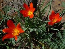 Tulipa albertii