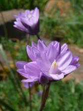 Dichelostemma pulchellum