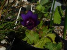 Geissorhiza monanthos dark ring with pale center