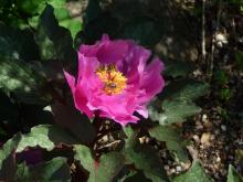 Paeonia cambessedesii