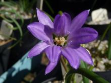 Brodiaea or triteleia