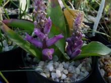 Lachenalia orchioides var glaucina